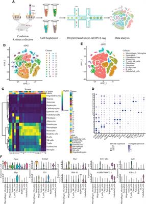 Single-cell RNA sequencing reveals the role of immune-related autophagy in spinal cord injury in rats